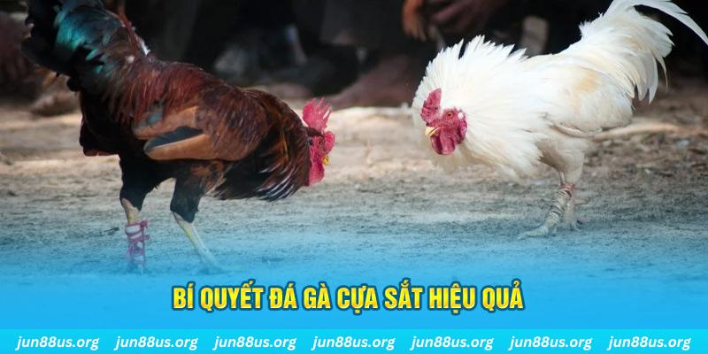 66ff đá gà cựa dao