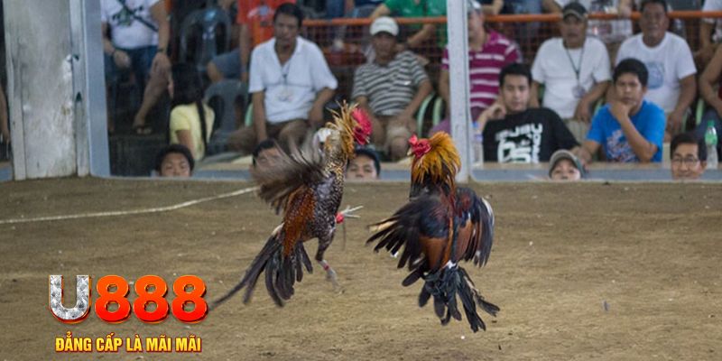 66ff đăng nhập mậu binh online