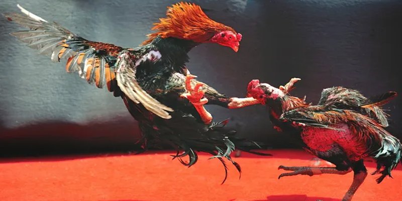 66ff BG Bắn cá