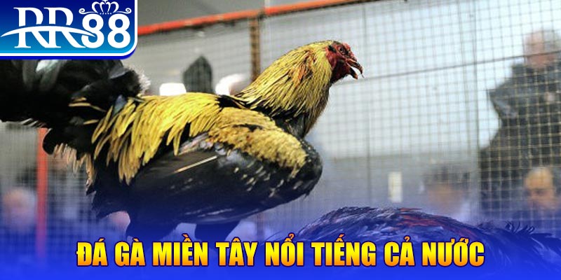 66ff gà chọi c1.com trực tiếp 888