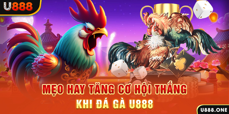 66ff trực tiếp gà chọi c1